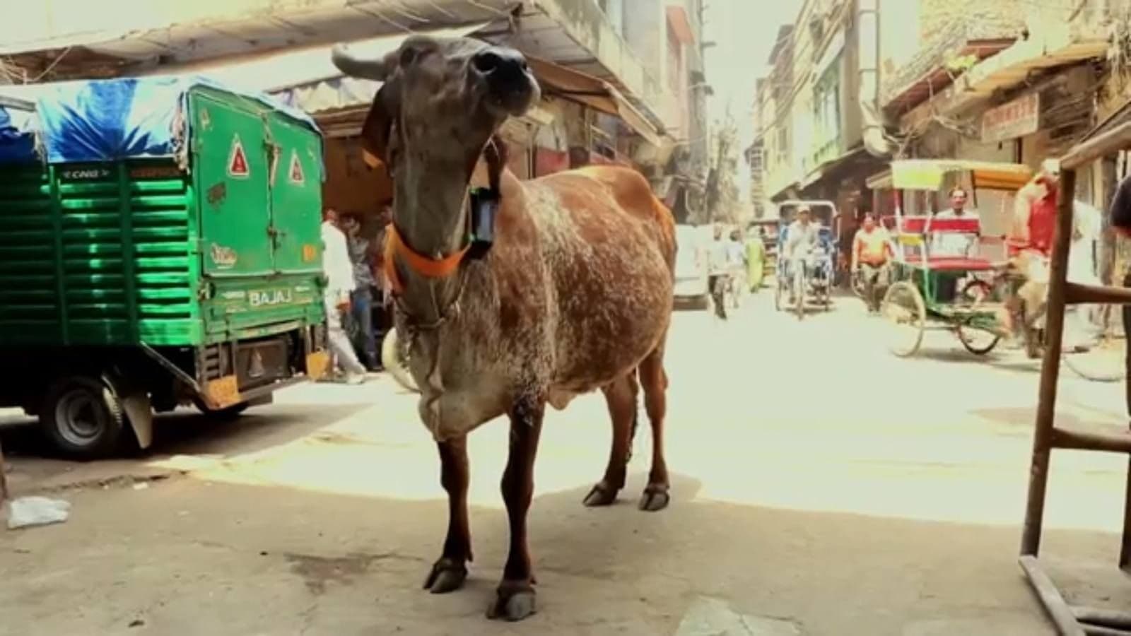 A light brown goat with a collar stands on a bustling street, looking slightly upward.